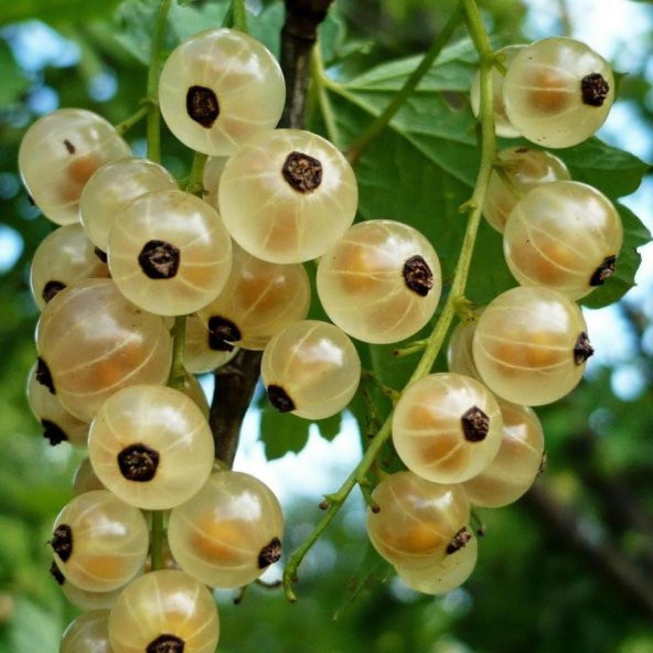 Tüplü Nadir Çeşit Aromalı Sarı Frenk Üzümü Fidanı - Resim 3