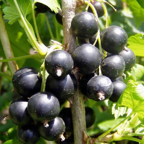 Tüplü Aromatik Golyat Siyah Frenk Üzümü Fidanı