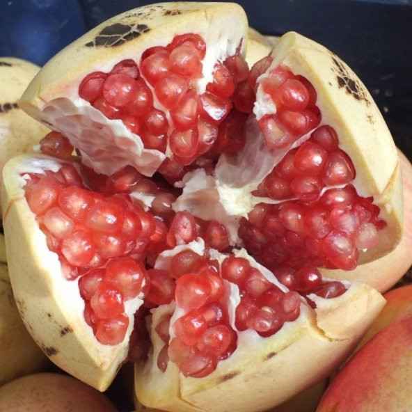 Tüplü Tescilli Silifke Keben Nar Fidanı - Resim 3