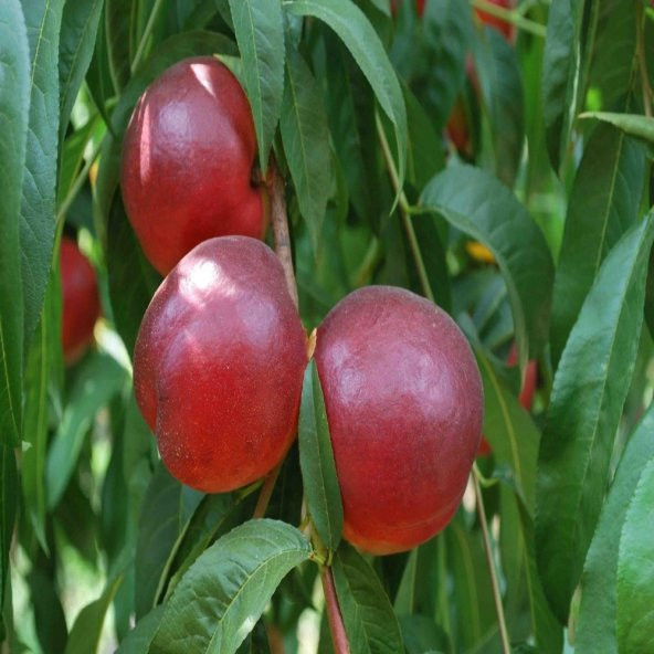 Tüplü Aşılı Albenisi Yüksek Big Top Nektarin Fidanı - Resim 2