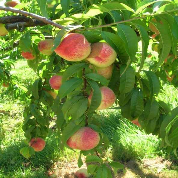 Tüplü Aşılı Sarı Kırmızı Quen Crest Şeftali Fidanı - Resim 5