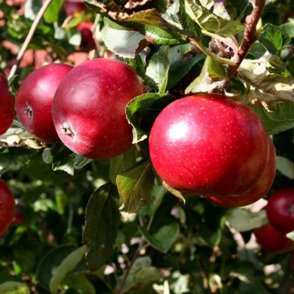 Tüplü Aşılı Verimli Erkenci Early Red One Elma Fidanı - 2