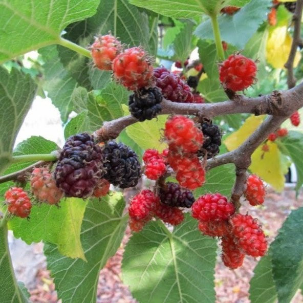 Tüplü Özel Çeşit Ekşi Kara Urmu Dut Fidanı (20-40 Cm) - 7