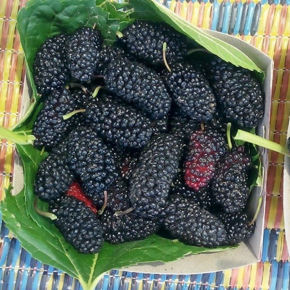 Tüplü Aromatik Verimli Yediveren Avustralya Dut Fidanı - 4