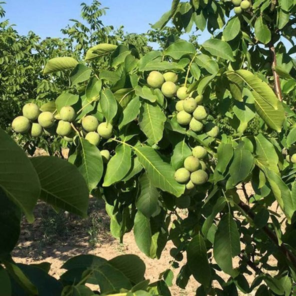 Tüplü Aşılı Yüksek Verimli Salkım Chandler Ceviz Fidanı (10 Adet) - Resim 5