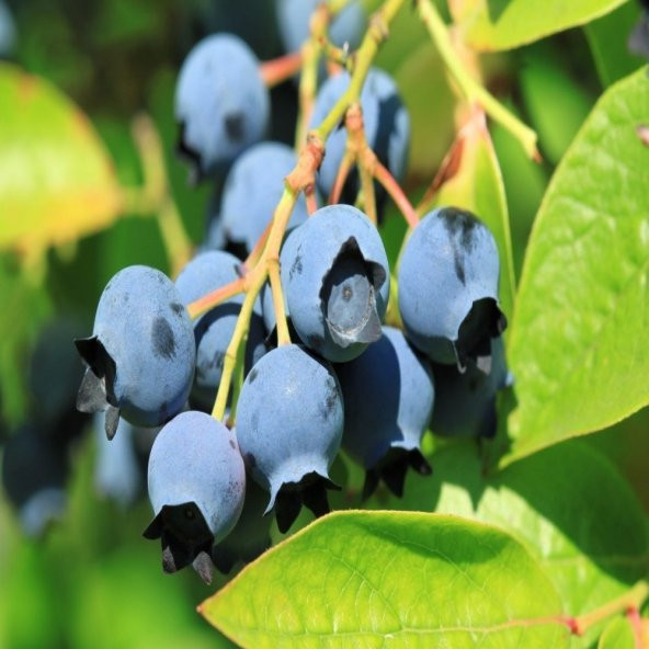 Tüplü Bluecropt Yaban Mersini Fidanı