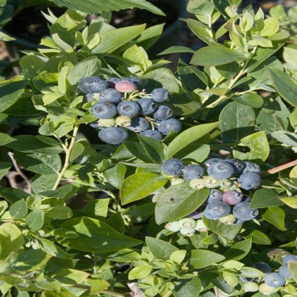 Tüplü Şifalı Erkenci Sharp Blue Yaban Mersini Fidanı