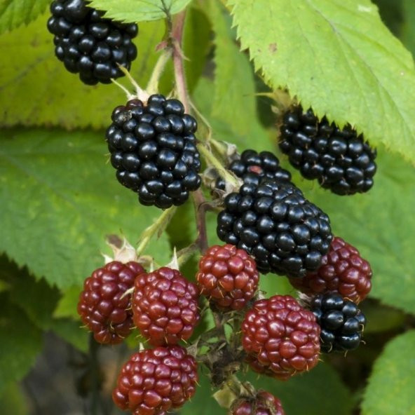 Tüplü Bol Verimli Dikensiz Bursa-2 Böğürtlen Fidanı - 2