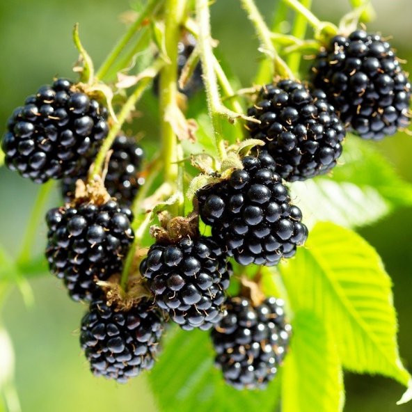 Tüplü Yüksek Verimli Aromalı Arapaho Böğürtlen Fidanı - 6