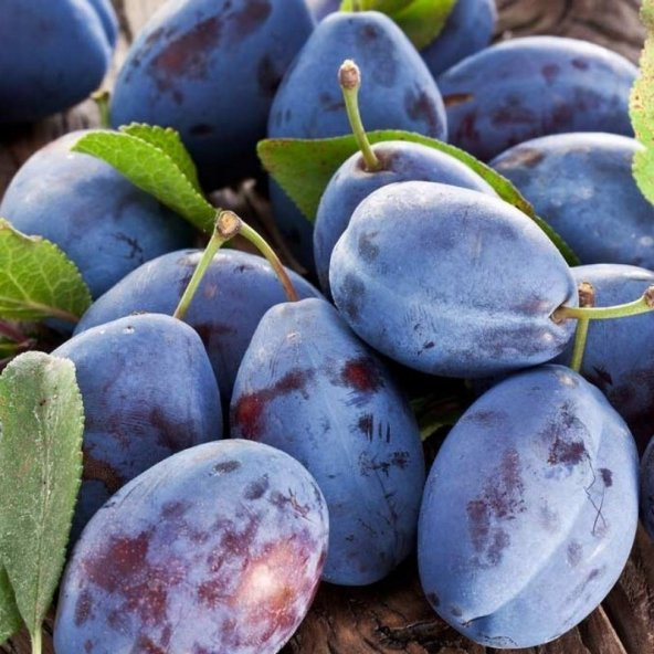 Tüplü Aşılı Geleneksel Aromatik Mürdüm Eriği Erik Fidanı - Resim 2