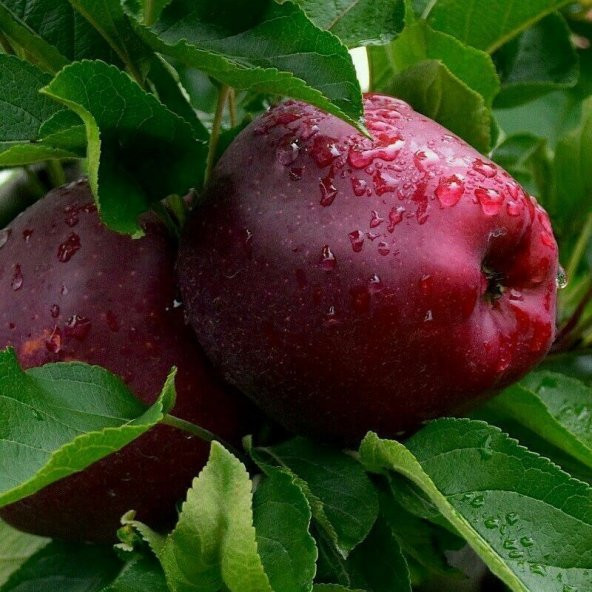 Tüplü Aşılı İri Meyveli Scarlet Spur Elma Fidanı - Resim 3