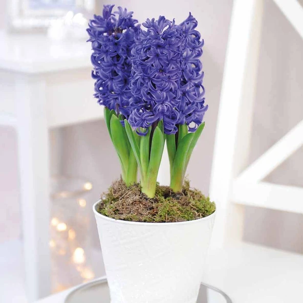 Hyacinthus Blue Pearl Sümbül Soğanı (3 adet) - 7