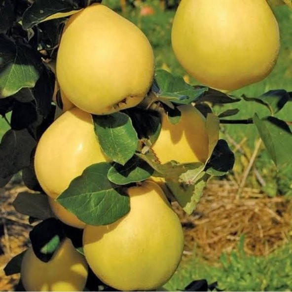 Tüplü Aşılı Verimli Midilli Özel Çeşit Ege 25 Ayva Fidanı - Resim 3