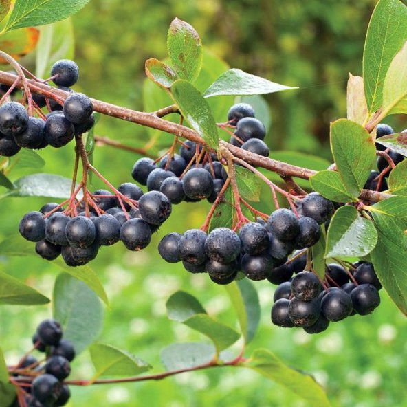 Tüplü Viking Aronya (Aronia) Rus Yaban Mersini Fidanı (20-40 cm) - Resim 4