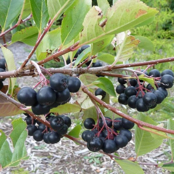 Tüplü Doğal Siyah Aronya Aronia Chokeberry Fidanı (15-20cm) - Resim 4