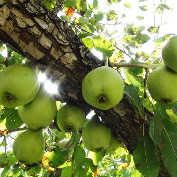Tüplü Aşılı Verimli Erkenci Kara Hüseyin Armut Fidanı ürün görseli 1
