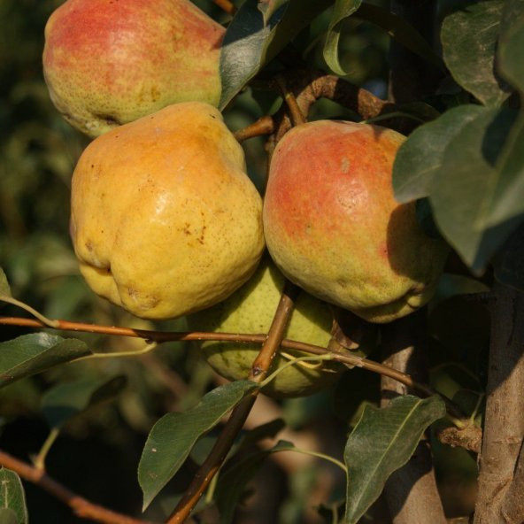 Tüplü Aşılı Aromatik Kieffer (Margarit Marillat) Armut Fidanı