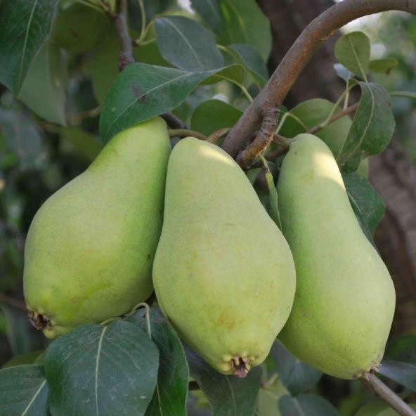 Tüplü Aşılı Erkenci Bol Verimli Aromatik Akça Armut Fidanı - Resim 2