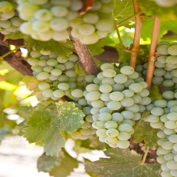 Tüplü Verimli Sauvignon Blanc Üzüm Fidanı - 3