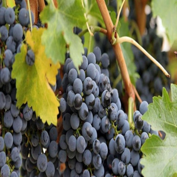 Tüplü Özel Ürün Tekirdağ Çekirdeksiz Üzüm Fidanı - Resim 3