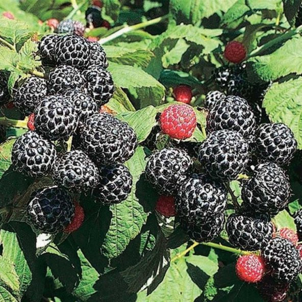 Tüplü Nadir Bulunan Çeşit Siyah Ahududu (Frambuaz) Fidanı - 2