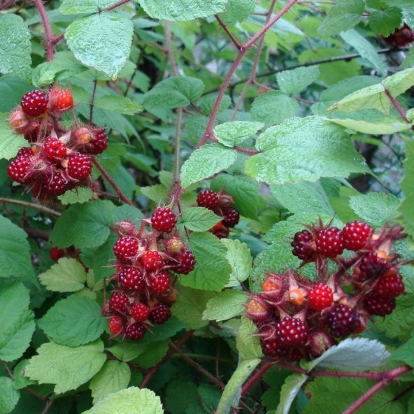 Tüplü Wineberry Japon Böğürtleni Şarap Ahududu Fidanı - Resim 3