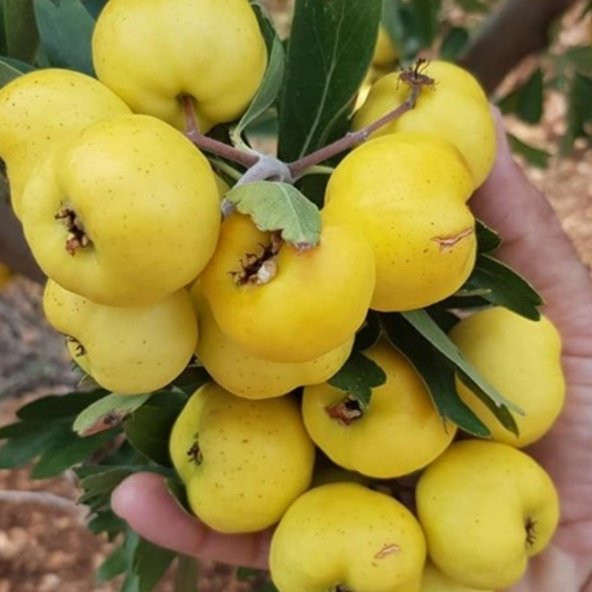 Tüplü Aşılı İri Meyveli Hatay Belen Sarı Alıç Fidanı (20-40 cm) - 2