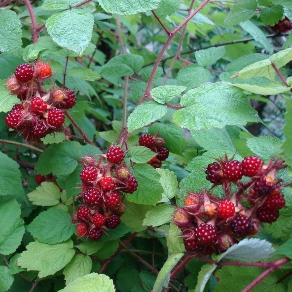 Tüplü Wineberry Japon Böğürtleni Şarap Ahududu Fidanı - Resim 6