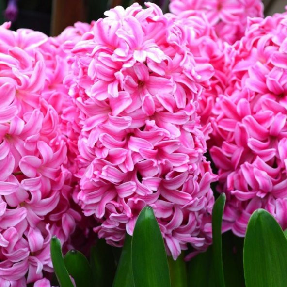 Hyacinthus Pink Pearl Kokulu Pembe Sümbül Soğanı (3 adet) - 6