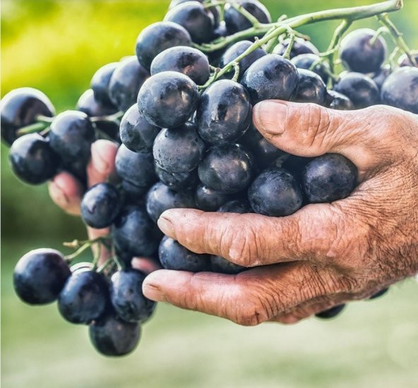 Tüplü Antep Karası Parmağı Kan Yapan Kurutmalık Sofralık Üzüm Fidanı ürün görseli