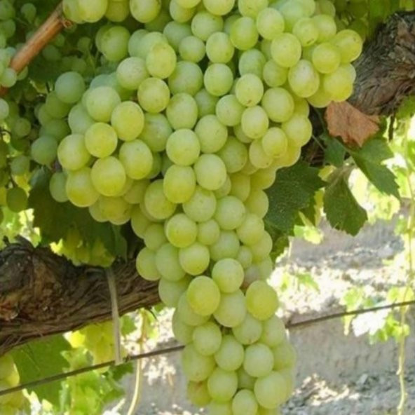 Tüplü 3A261 Tekirdağ Çekirdeksiz Siyah Üzüm Fidanı - Resim 2