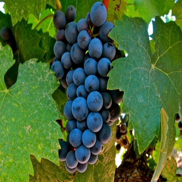 Tüplü İçi Kırmızı Alicante Bousche Üzüm Fidanı - 5