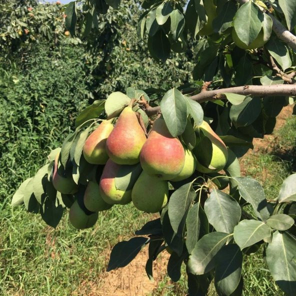 Tüplü Yüksek Verimli Erkenci Etrusca Etruşka Armut Fidanı - Resim 4