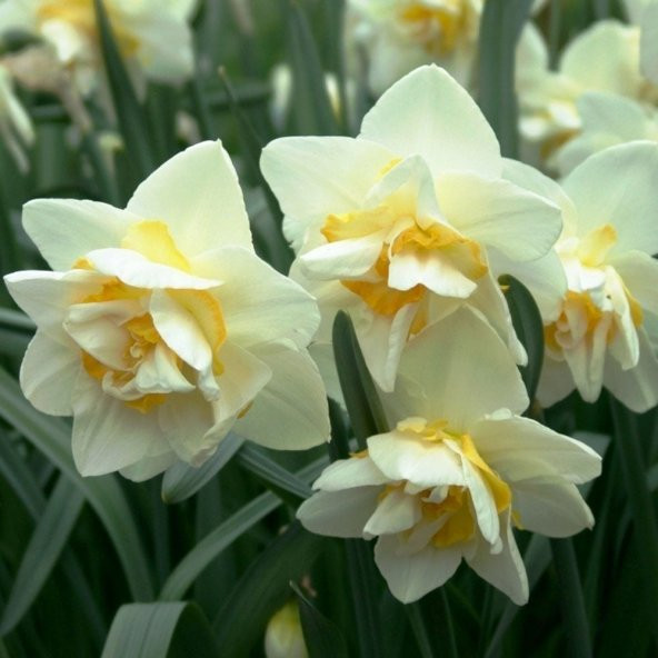 Kokulu White Lion Nergis Çiçeği Soğanı (5 adet) - 5