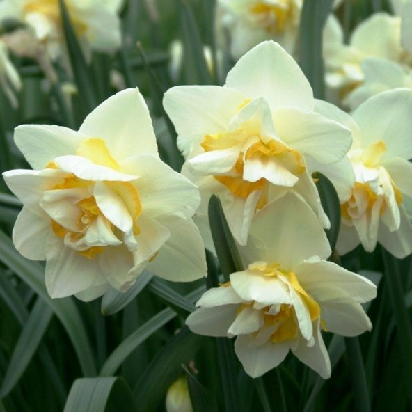 Kokulu White Lion Nergis Çiçeği Soğanı (5 adet) - 6