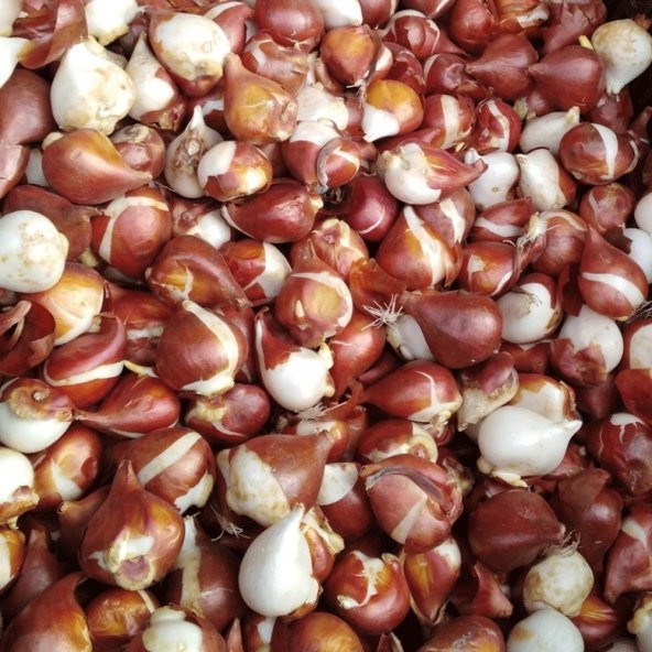 Ile De France Kırmızı Renkli İri Kafa İthal Lale Soğanı (5 adet) - 4