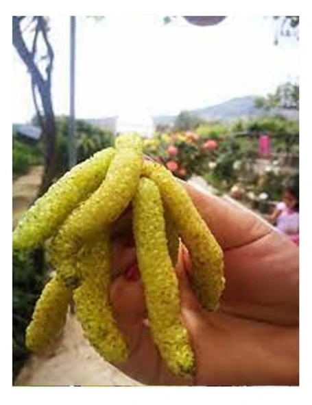 3 YAŞ TÜPLÜ BEYAZ PAKİSTAN  ŞAH DUT FİDANI BOY 170-200 CM