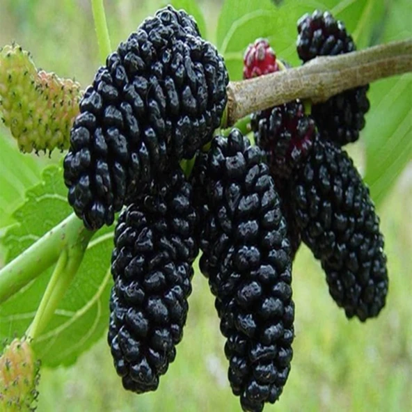 3 YAŞ MEYVE VEREN; AŞILI ,TÜPLÜ AVUSTRALYA YEDİVEREN DUT FİDANI BOY 170-200 CM ürün görseli