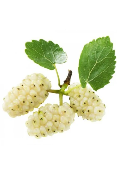 3 YAŞ TÜPLÜ AŞILI,MEYVE VEREN : BEYAZ DUT FİDANI BOY 170-200 CM ürün görseli 1