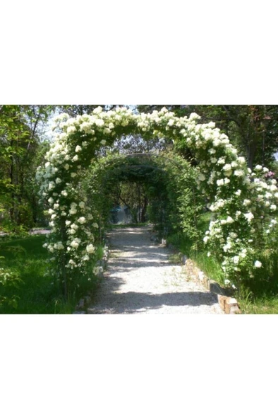 Yediveren Beyaz Sarmaşık Gül Fidanı 15-25 Cm - Resim 2