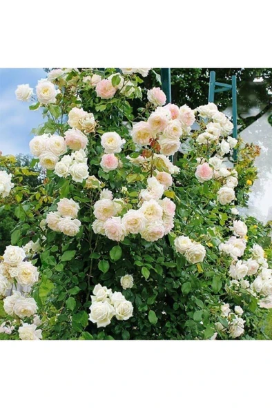 Yediveren Beyaz Sarmaşık Gül Fidanı 15-25 Cm - Resim 4