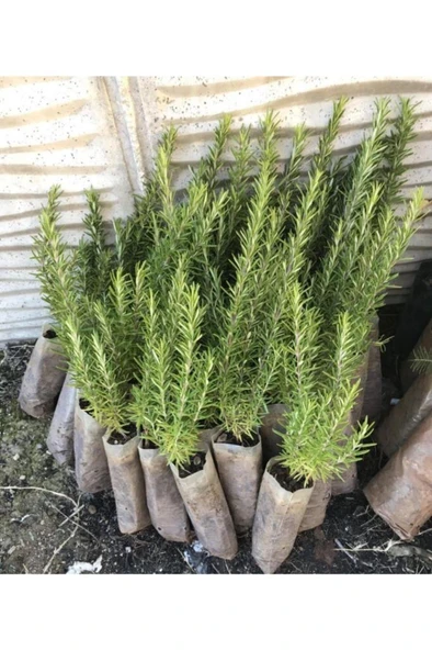 Ihlamur Yeşili Biberiye Fidanı 1 Adet 20-30 cm - Resim 3