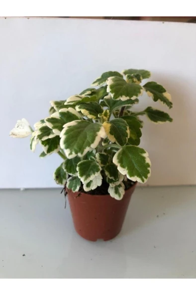 Benjamin Sarı Yeşil Yaprak Güzeli 10-20 Cm ürün görseli