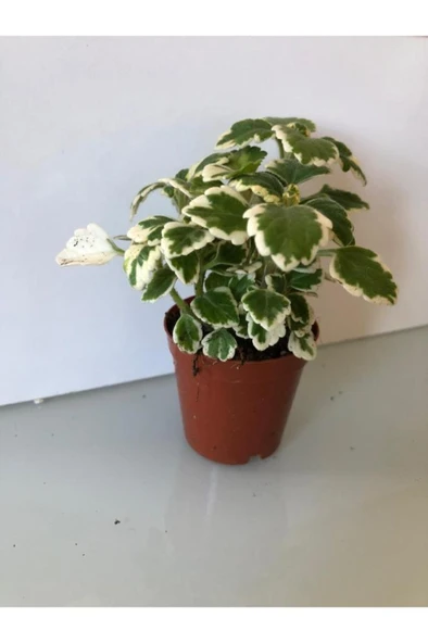 Benjamin Sarı Yeşil Yaprak Güzeli 10-20 Cm - Resim 2