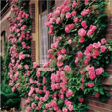 Koyu Pembe Yediveren Sarmaşık Gül Fidanı 20-40 Cm ürün görseli