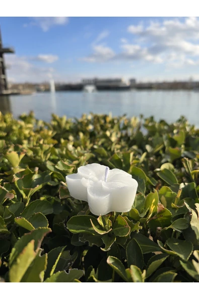 İB GLOBAL Dekoratif Hediyelik Orkide Mum - Düğün - Nikah Şekeri - Doğum - Sünnet - Nişan Söz - Kına - Doğum