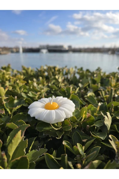 İB GLOBAL Dekoratif Hediyelik Papatya Mum - Düğün - Nikah Şekeri - Doğum - Sünnet - Nişan Söz - Kına - Doğum - 2