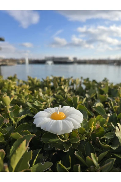 İB GLOBAL Dekoratif Hediyelik Papatya Mum - Düğün - Nikah Şekeri - Doğum - Sünnet - Nişan Söz - Kına - Doğum - 3