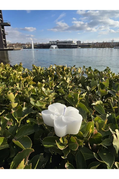 İB GLOBAL Dekoratif Hediyelik Orkide Mum - Düğün - Nikah Şekeri - Doğum - Sünnet - Nişan Söz - Kına - Doğum - 4