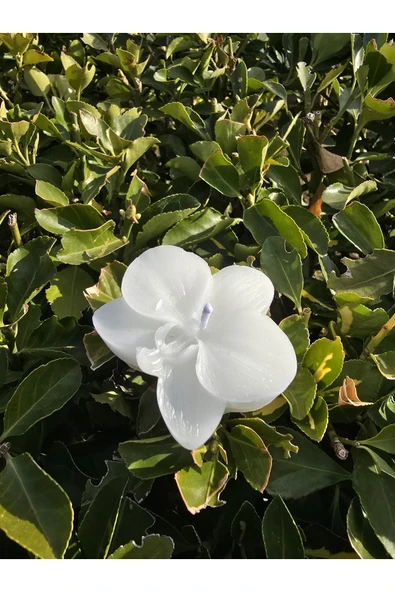 İB GLOBAL Dekoratif Hediyelik Orkide Mum - Düğün - Nikah Şekeri - Doğum - Sünnet - Nişan Söz - Kına - Doğum - 2